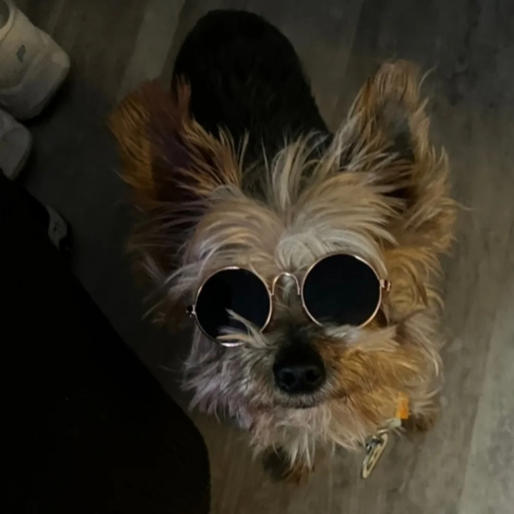 Pet Sunglasses Cat Small Dog UV Protection Round Rose Gold Frame Pet Photo New